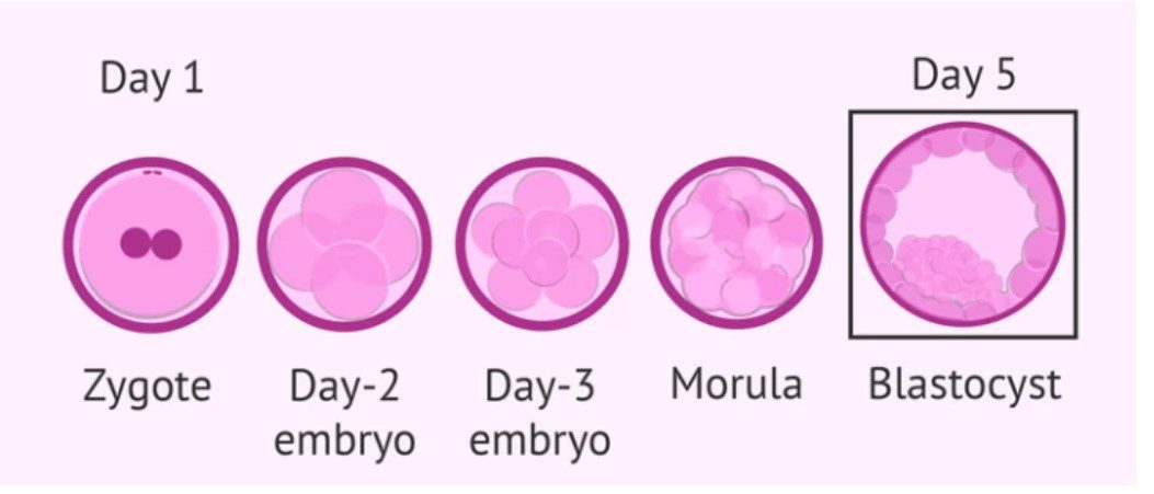 Embryo Development Stages